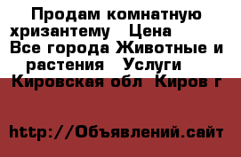 Продам комнатную хризантему › Цена ­ 250 - Все города Животные и растения » Услуги   . Кировская обл.,Киров г.